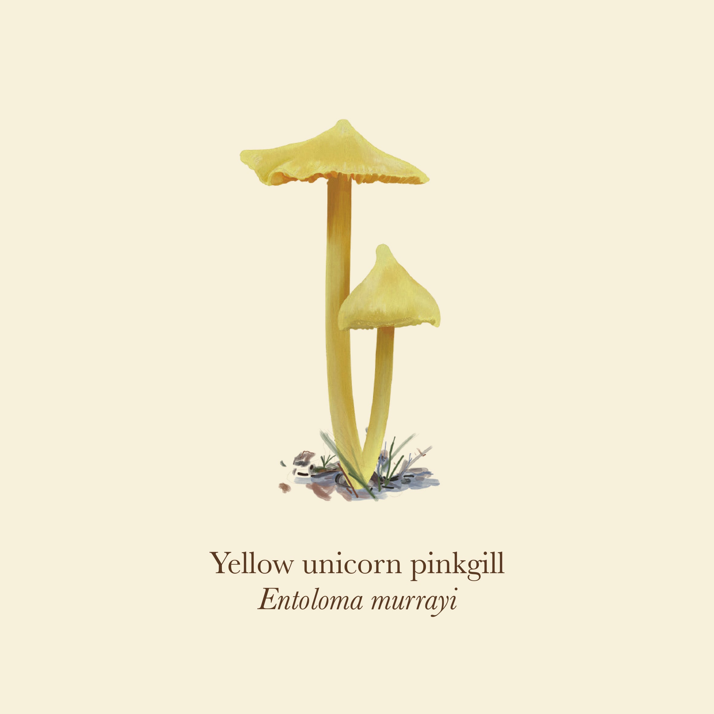 Mushrooms of the Wild - 54 playing cards