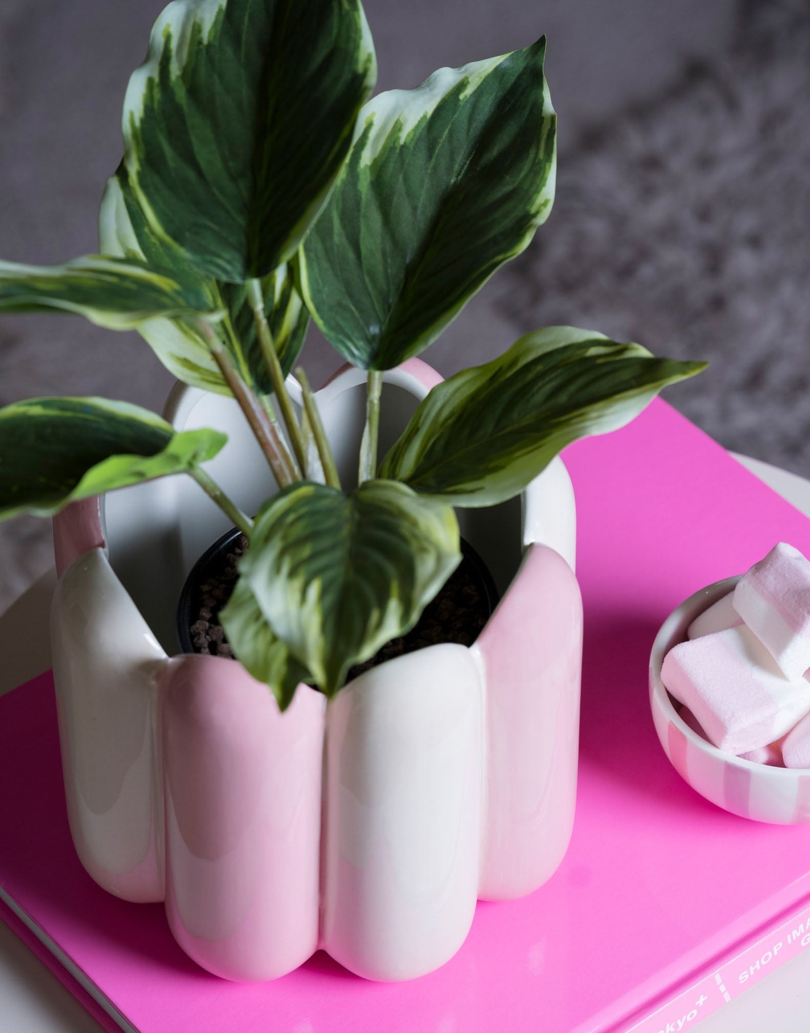 Que Rico Maia Plant Pink and White