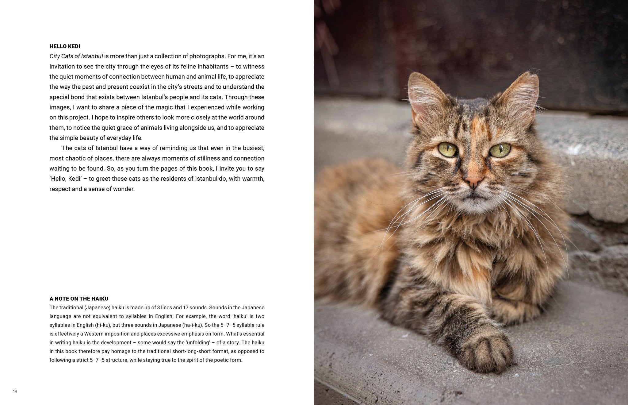 City Cats of Istanbul - Books Thames & Hudson Modern Love Store Glasgow