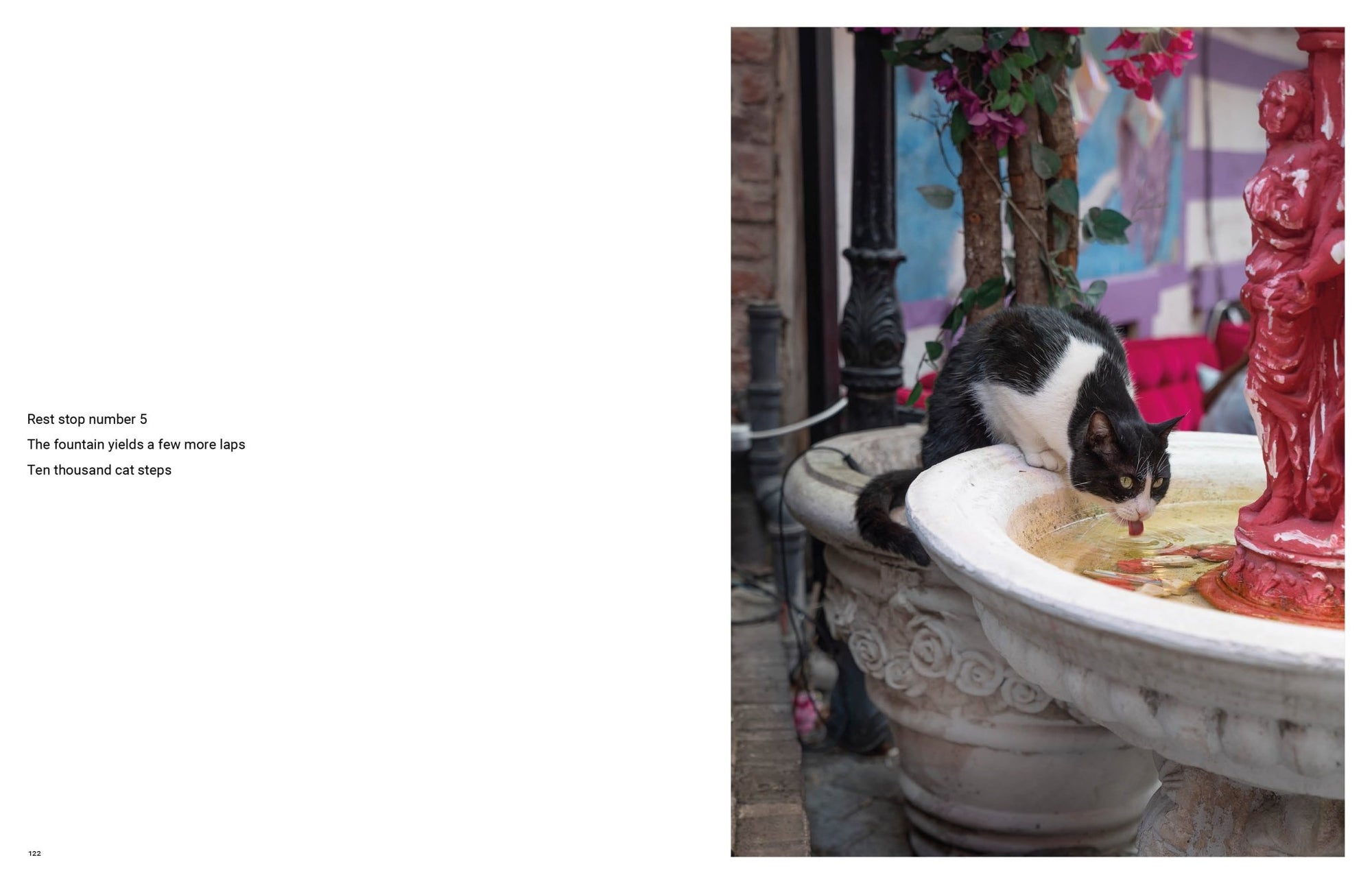 City Cats of Istanbul - Books Thames & Hudson Modern Love Store Glasgow