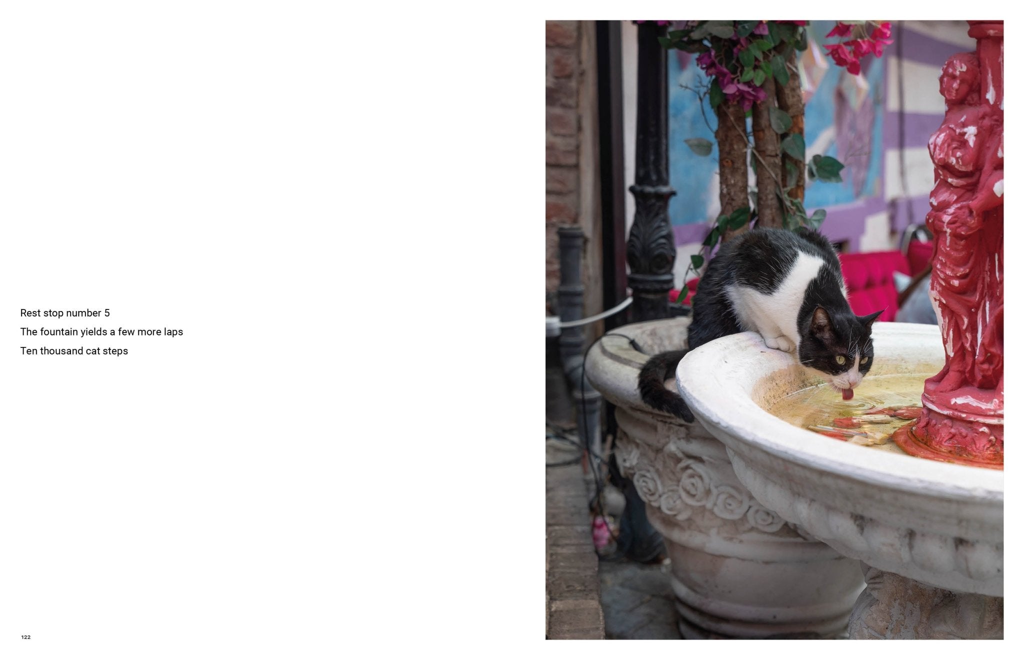 City Cats of Istanbul - Books Thames & Hudson Modern Love Store Glasgow