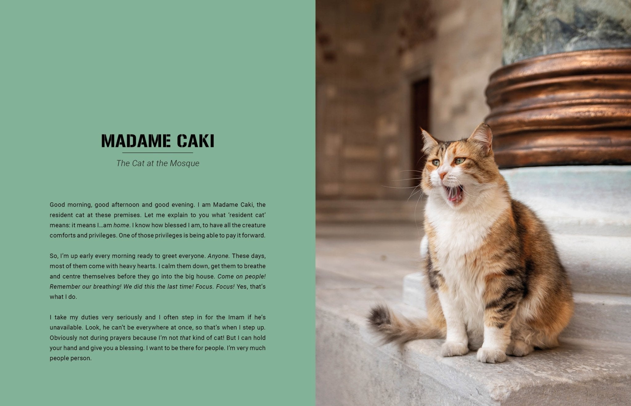 City Cats of Istanbul - Books Thames & Hudson Modern Love Store Glasgow