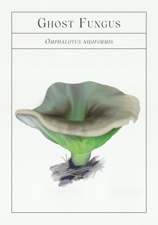 Deck of Mushrooms - An illustrated field guide to fascinating fungi - Books Thames & Hudson Modern Love Store Glasgow