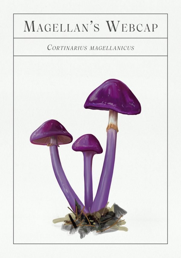 Deck of Mushrooms - An illustrated field guide to fascinating fungi - Modern Love Store Glasgow