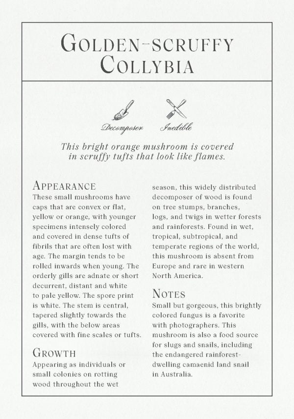 Deck of Mushrooms - An illustrated field guide to fascinating fungi - Books Thames & Hudson Modern Love Store Glasgow