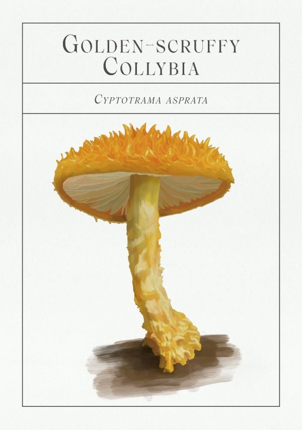 Deck of Mushrooms - An illustrated field guide to fascinating fungi - Books Thames & Hudson Modern Love Store Glasgow