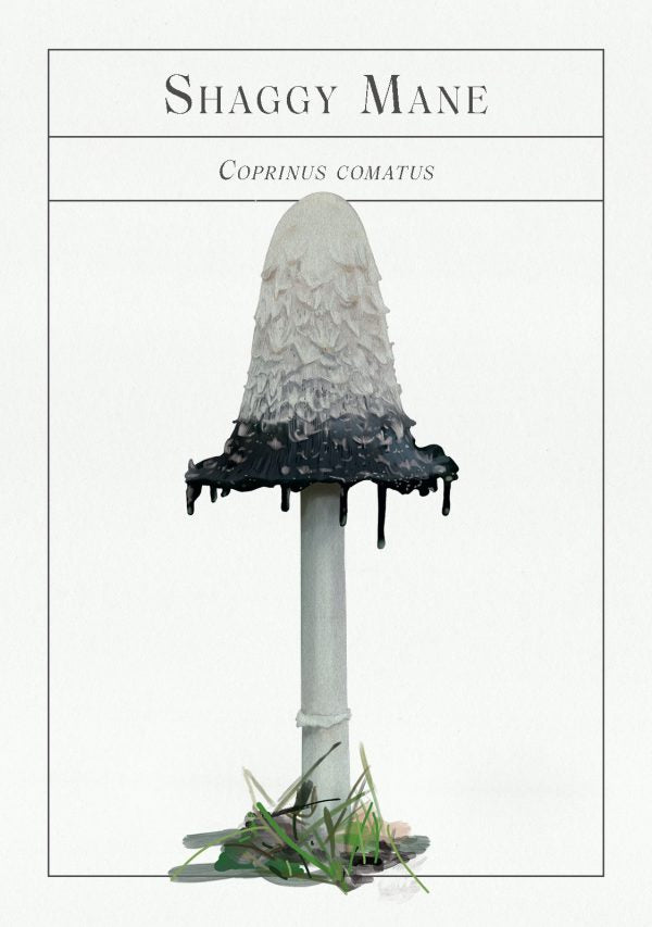 Deck of Mushrooms - An illustrated field guide to fascinating fungi - Books Thames & Hudson Modern Love Store Glasgow