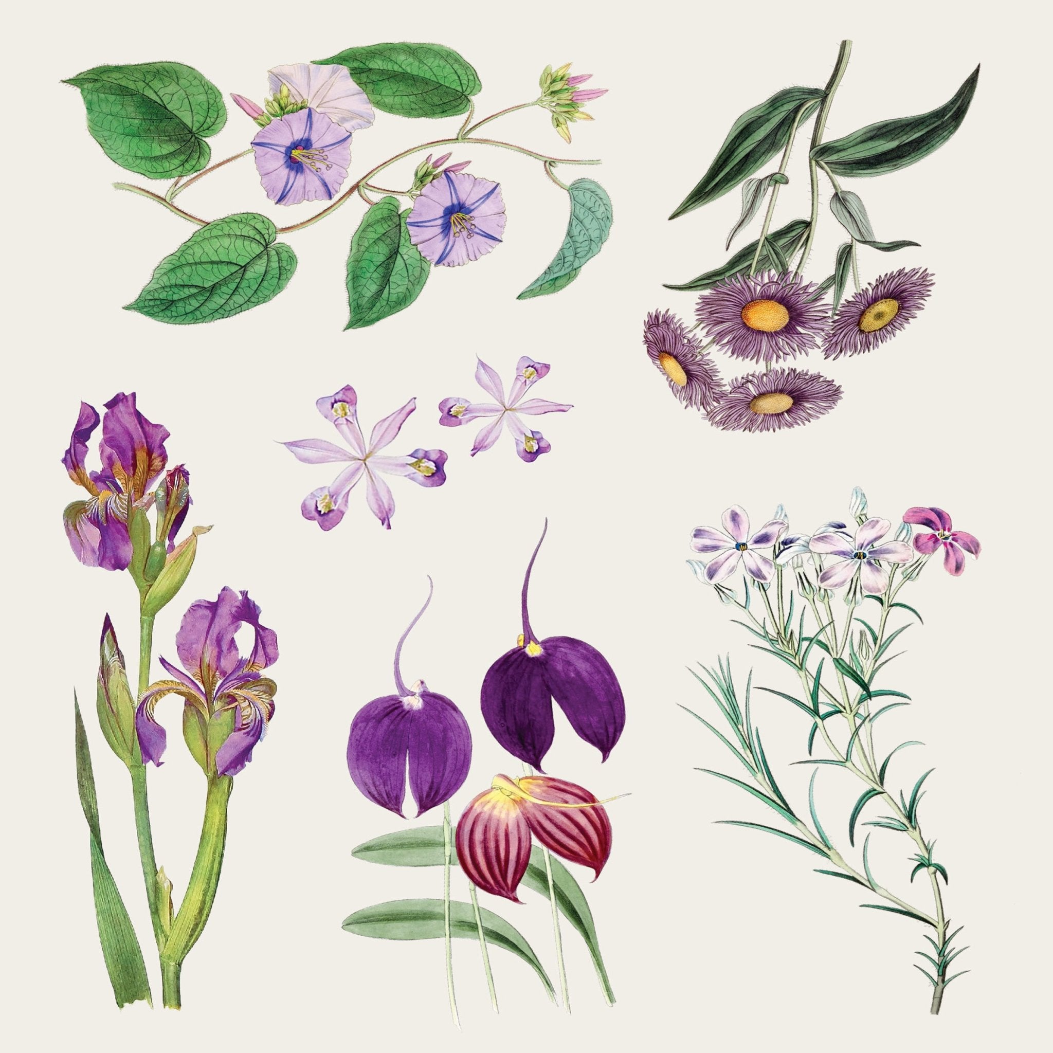 The Sticker Treasury of Blooms and Butterflies - Books Thames & Hudson Modern Love Store Glasgow