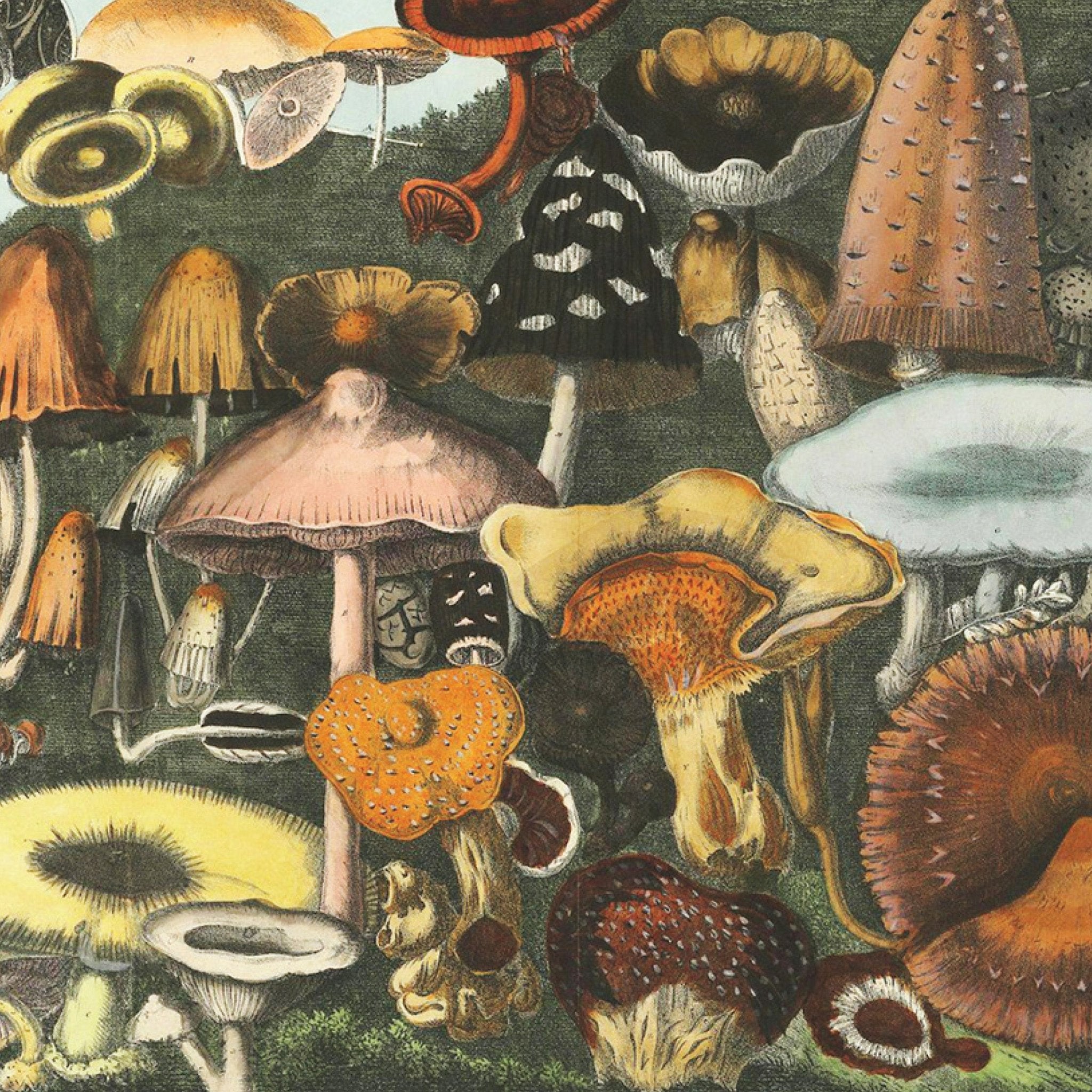 The Sticker Treasury of Woodland Adventures - Books Thames & Hudson Modern Love Store Glasgow